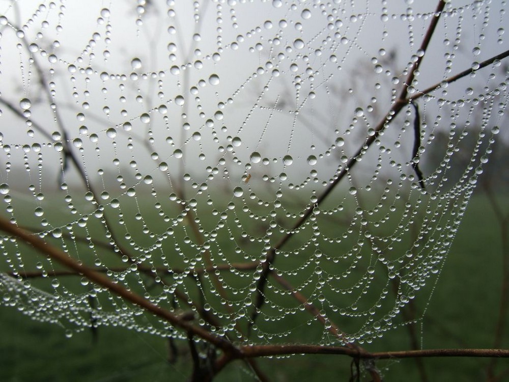 Spinnennetz im Frühnebel