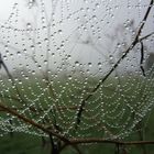 Spinnennetz im Frühnebel