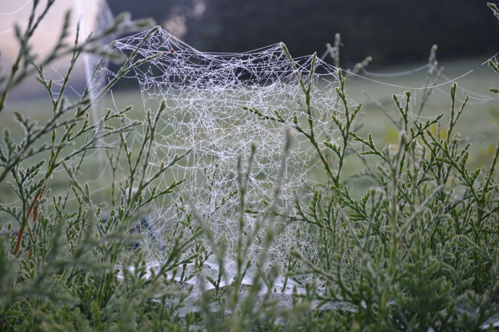 Spinnennetz im Frühtau