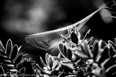 Spinnennetz im Garten