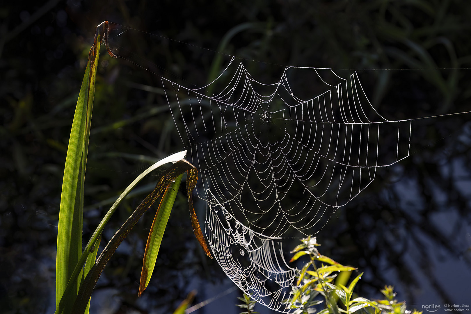 Spinnennetz im Gegenlicht