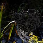 Spinnennetz im Gegenlicht