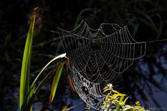 Spinnennetz im Gegenlicht