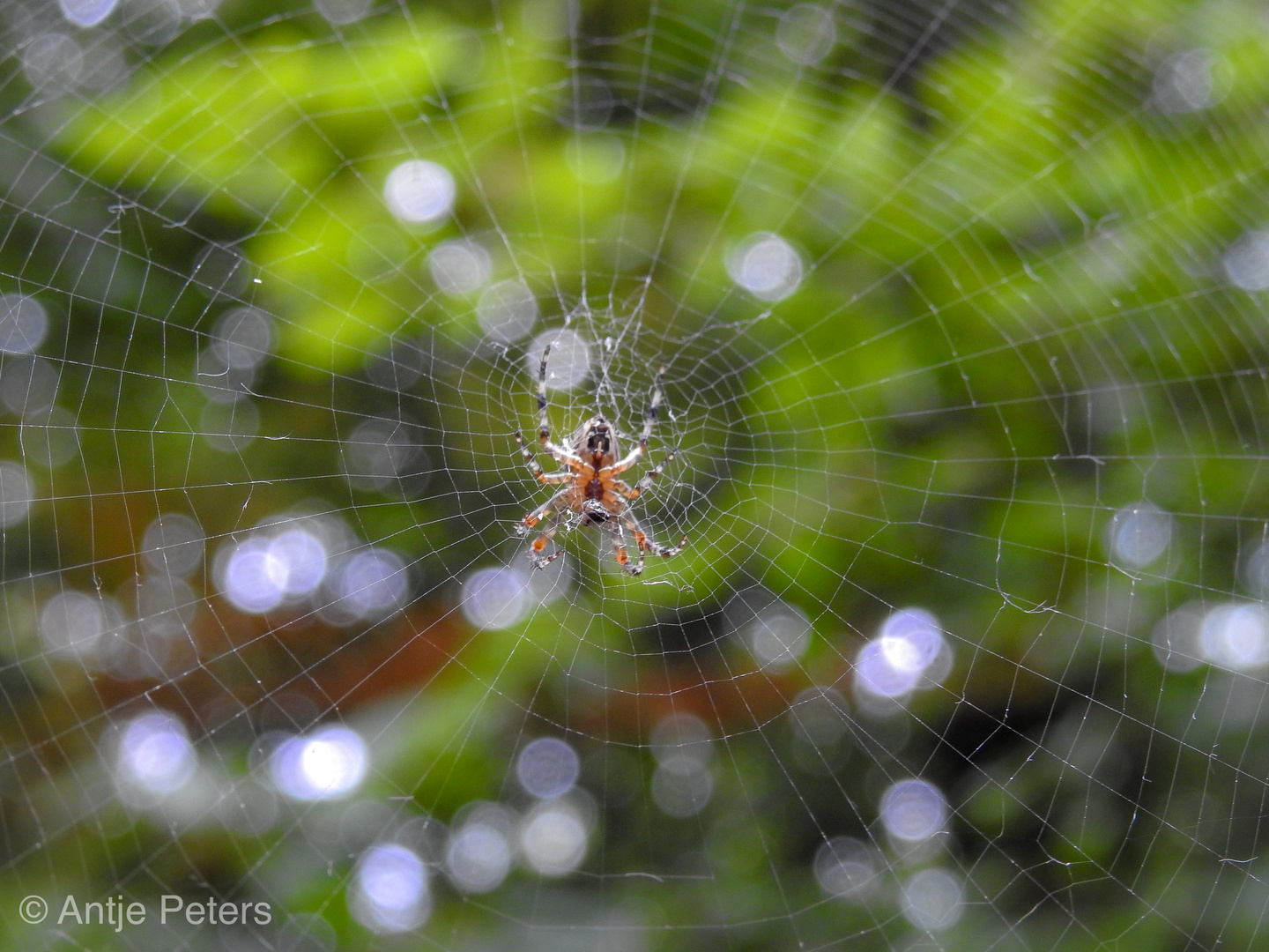 Spinnennetz im Gegenlicht