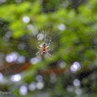 Spinnennetz im Gegenlicht