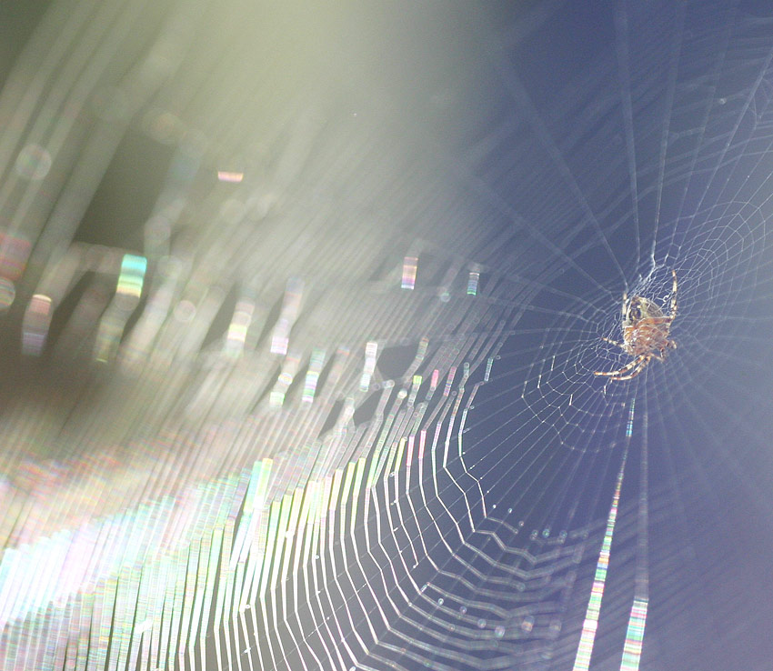 Spinnennetz im Gegenlicht