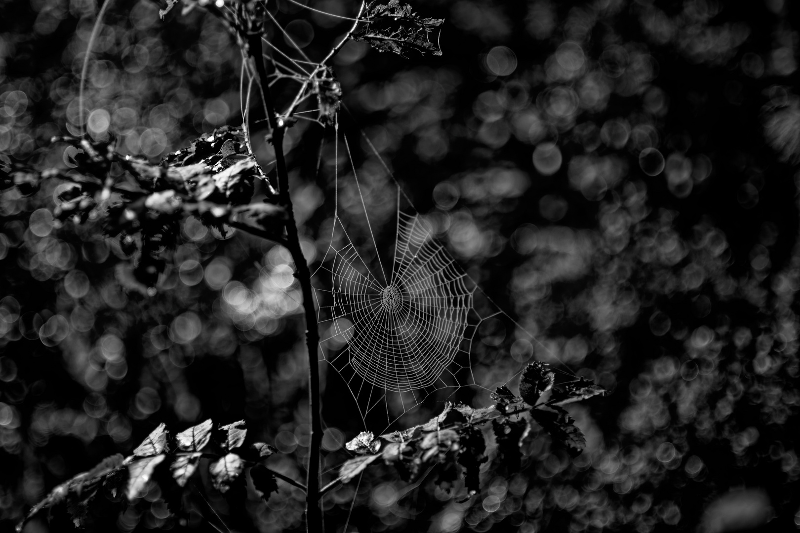 Spinnennetz im Gegenlicht