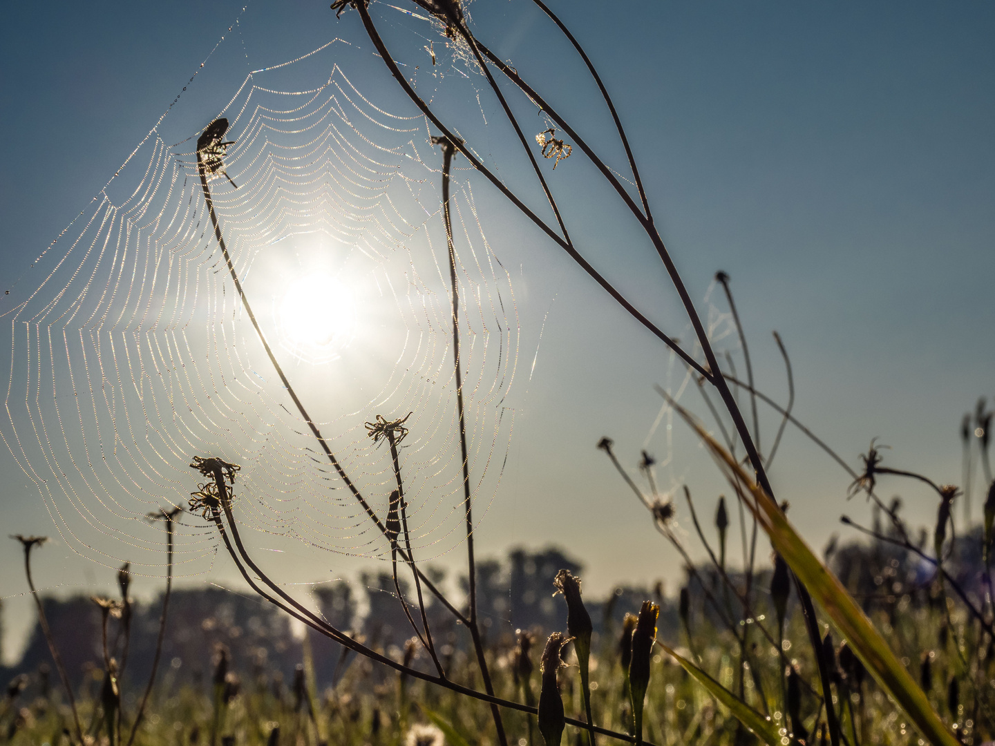 Spinnennetz im Gegenlicht