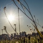 Spinnennetz im Gegenlicht