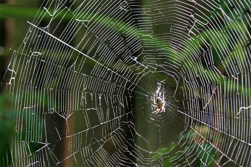 Spinnennetz im Gegenlicht