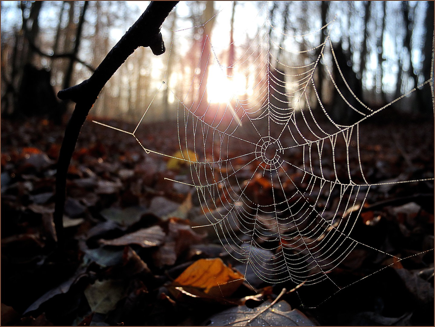 Spinnennetz im Gegenlicht