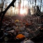 Spinnennetz im Gegenlicht