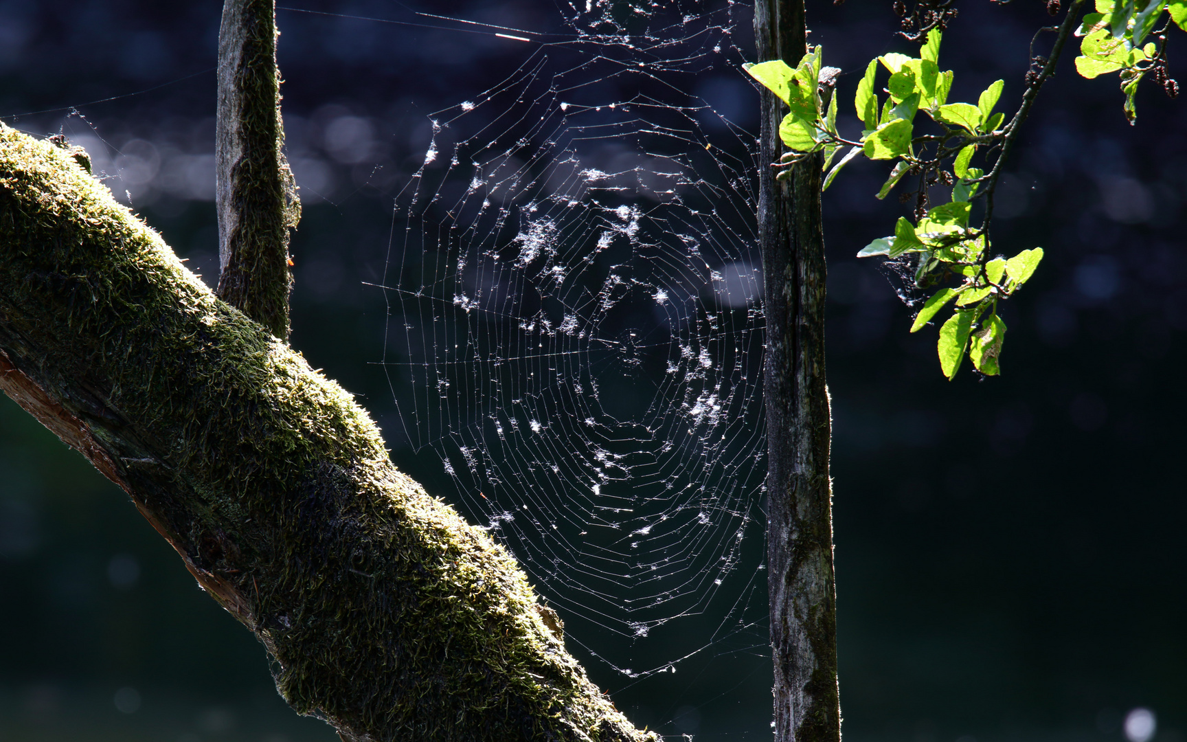 Spinnennetz im Gegenlicht