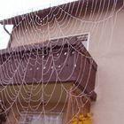 Spinnennetz im Großformat