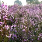 Spinnennetz im Heidekraut