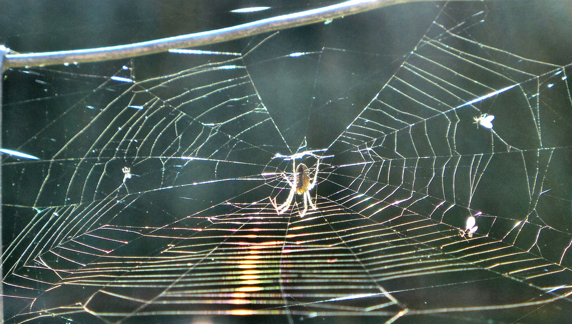 Spinnennetz im Herbst