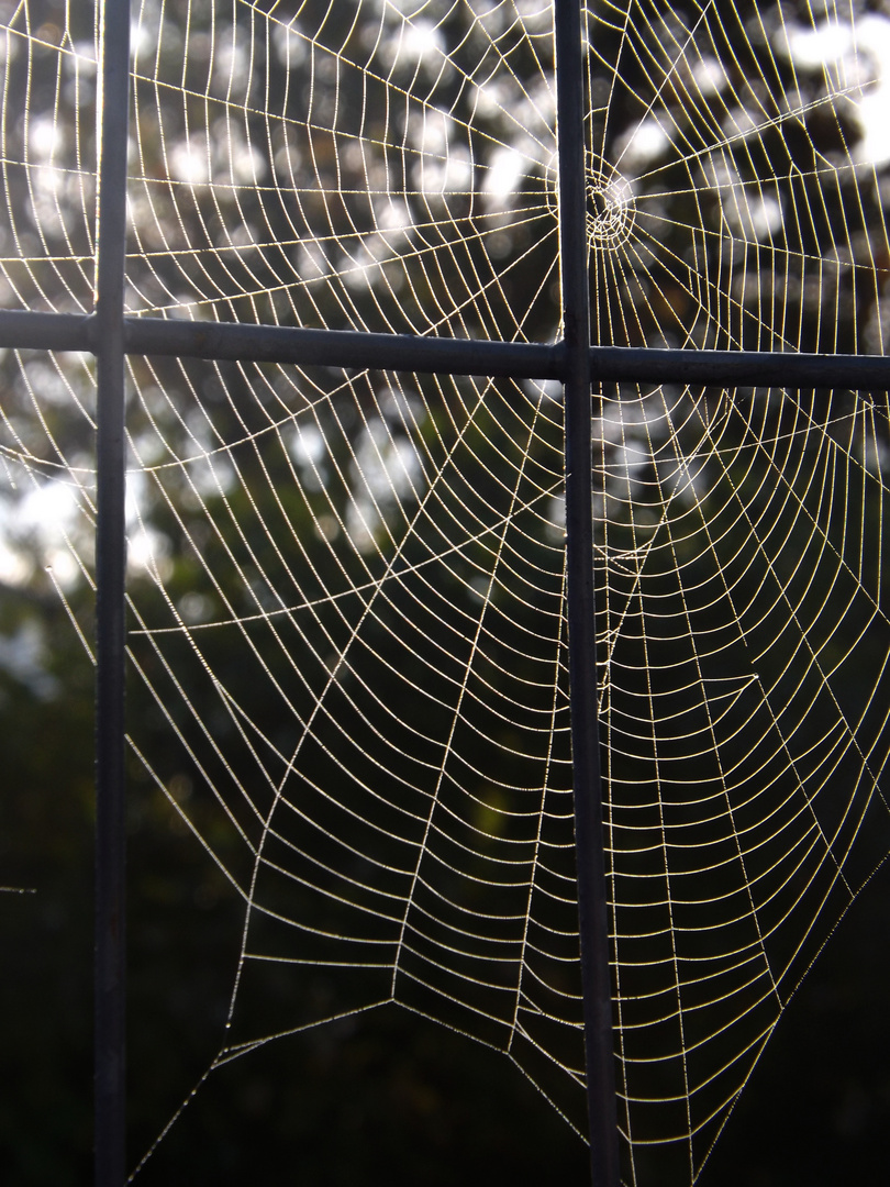 Spinnennetz im Herbst ....