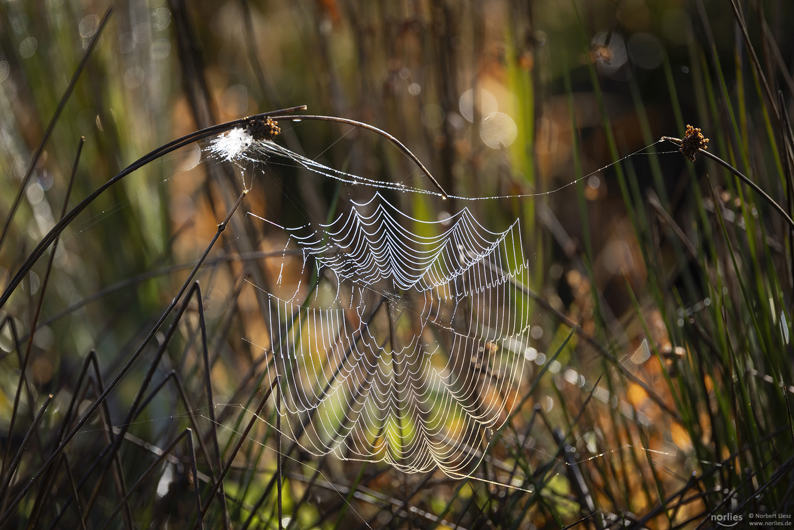 Spinnennetz im Herbst