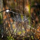 Spinnennetz im Herbst