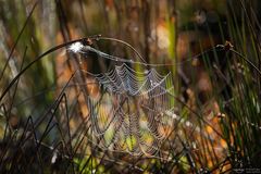 Spinnennetz im Herbst