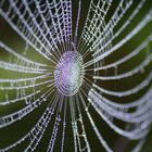 Spinnennetz im Herbst