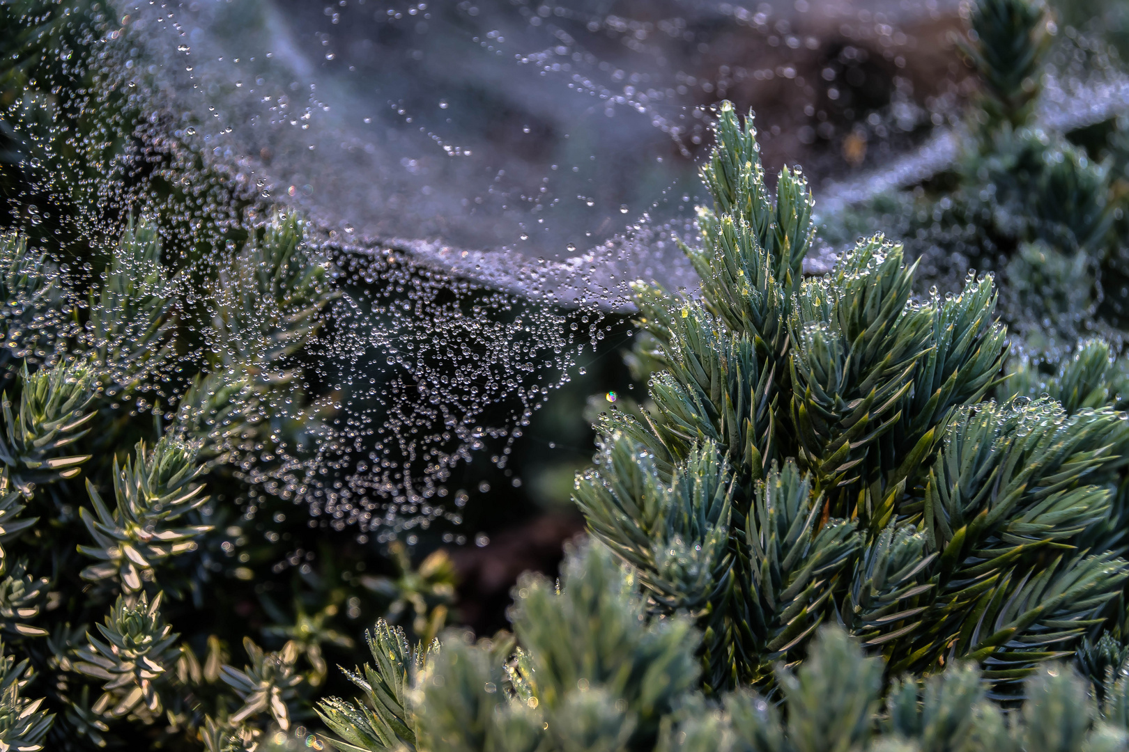 Spinnennetz im Herbst