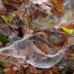 Spinnennetz im Herbst, taubenetzt