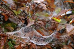 Spinnennetz im Herbst, taubenetzt