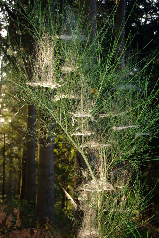 Spinnennetz im herbstlichen Morgentau