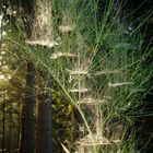 Spinnennetz im herbstlichen Morgentau