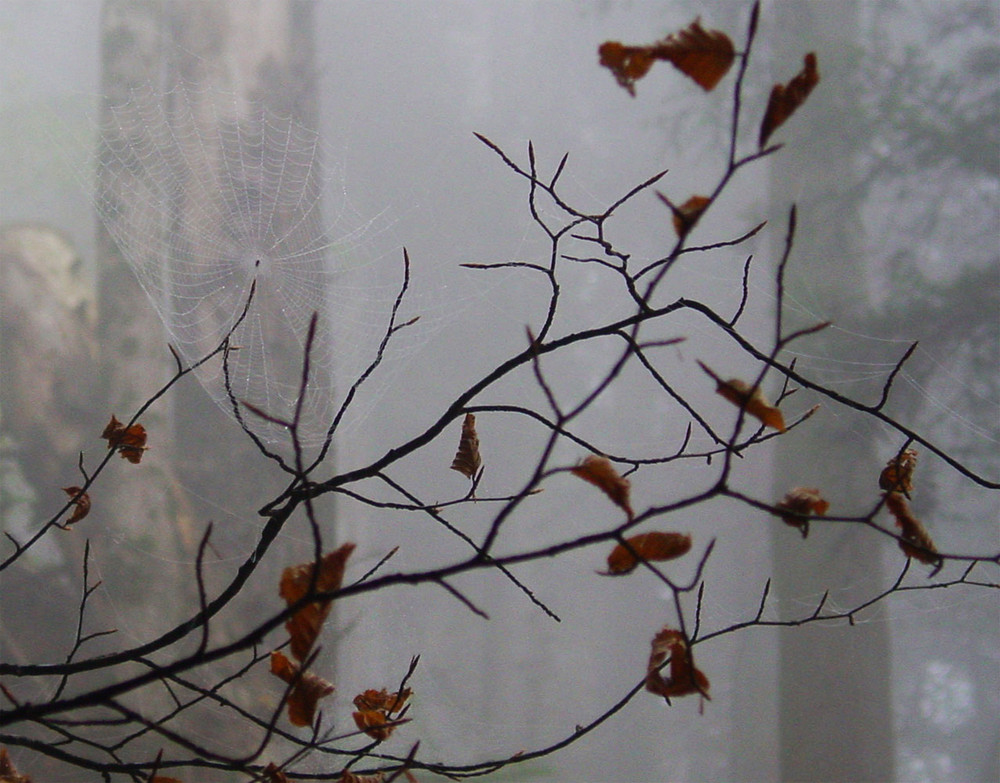 Spinnennetz im herbstlichen Wald