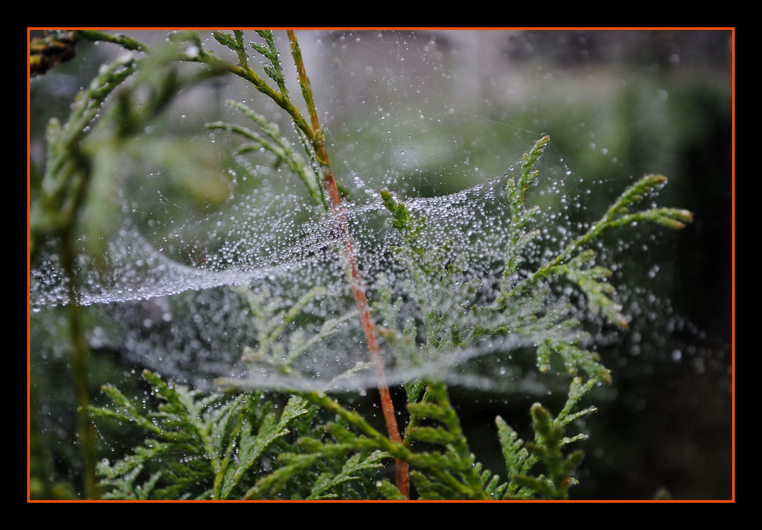 Spinnennetz im Herbstnebel