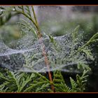 Spinnennetz im Herbstnebel