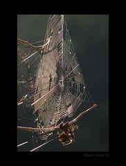 Spinnennetz im Licht