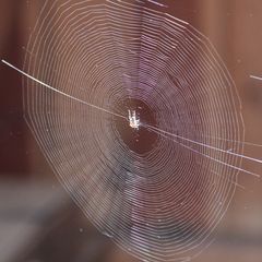 Spinnennetz im Licht