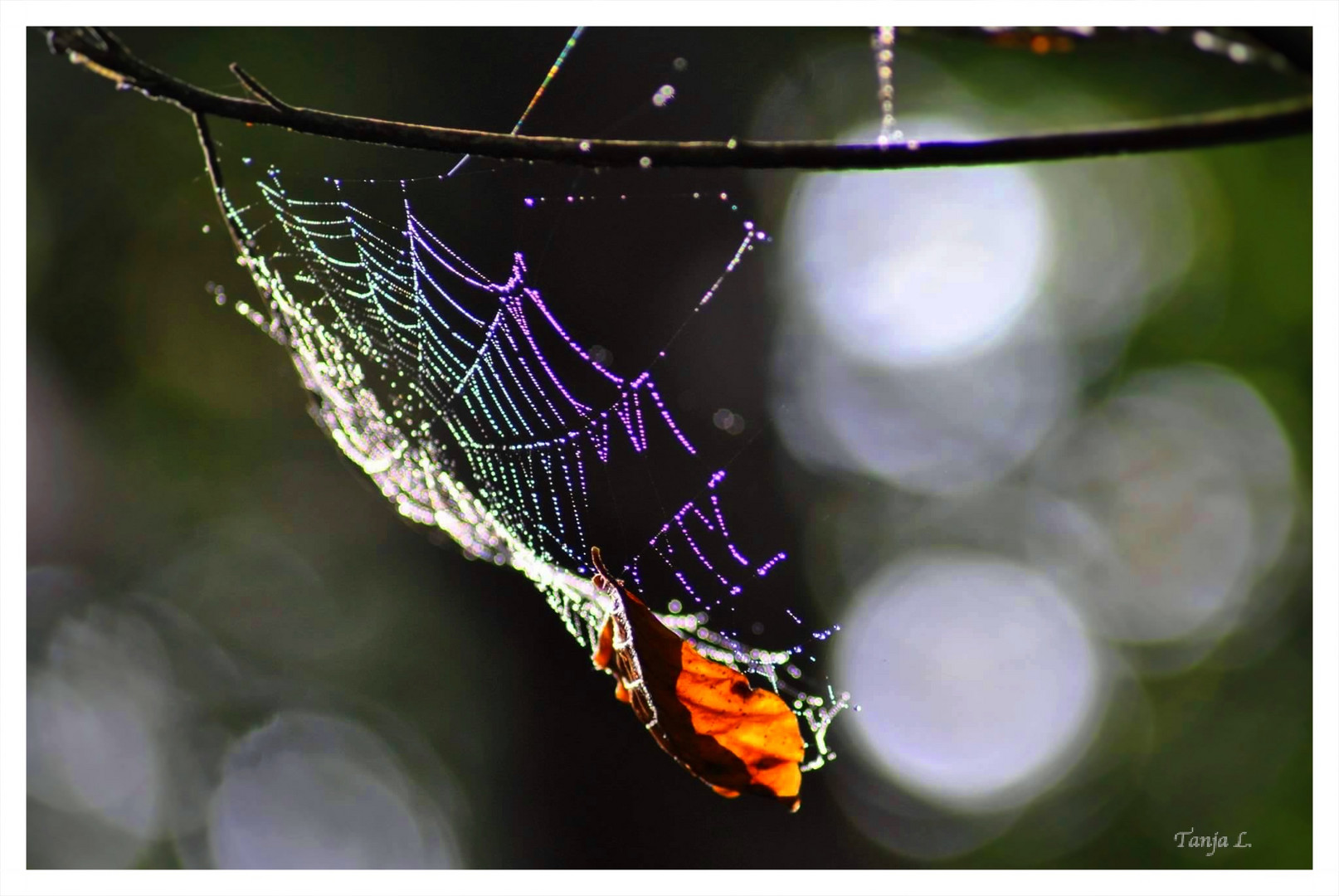 Spinnennetz im Licht