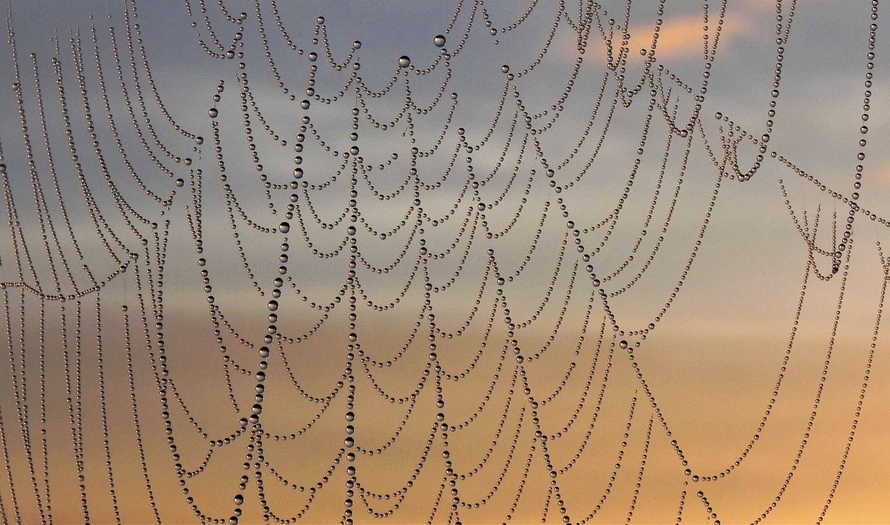 Spinnennetz im Licht der Morgensonne