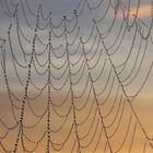 Spinnennetz im Licht der Morgensonne
