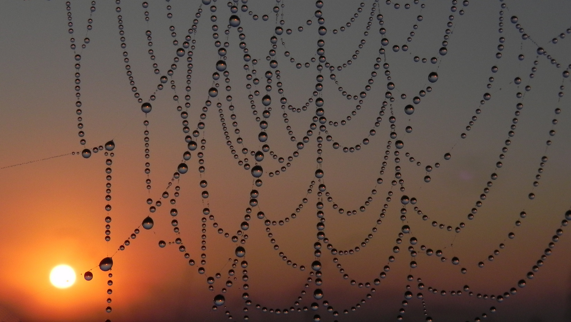 Spinnennetz im Licht der Morgensonne