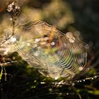 Spinnennetz im Licht