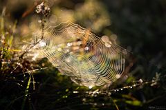 Spinnennetz im Licht