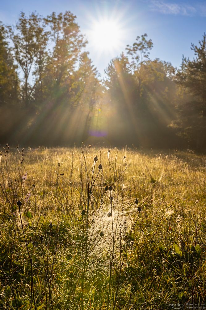 Spinnennetz im Licht