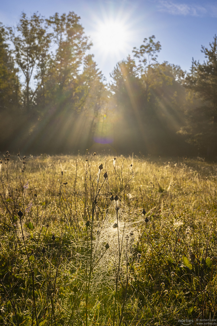 Spinnennetz im Licht