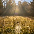 Spinnennetz im Licht