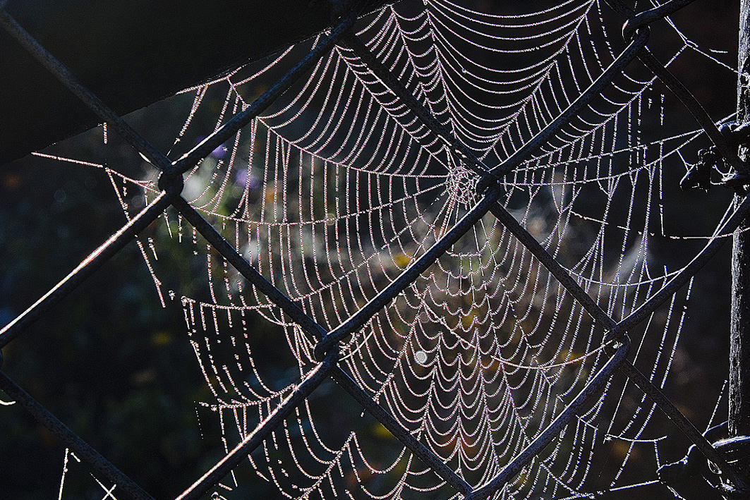 Spinnennetz im Maschendrahtzaun