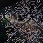 Spinnennetz im Maschendrahtzaun