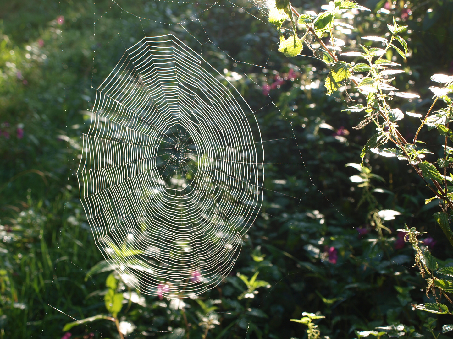 Spinnennetz im morgendlichen Wald