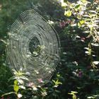 Spinnennetz im morgendlichen Wald