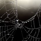 Spinnennetz im Morgenglanz