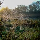 Spinnennetz im Morgenlicht